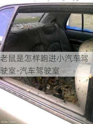 老鼠是怎样跑进小汽车驾驶室-汽车驾驶室